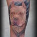 Tattoos - pitbull - 48522